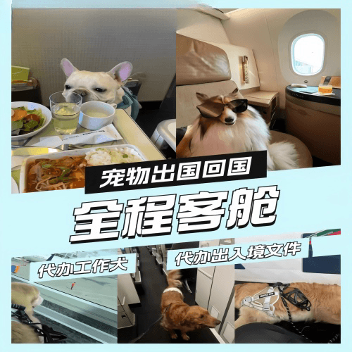 酒泉市宠物托运到白俄罗斯宠物入境规定和要求